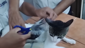 Mèo "buôn chất cấm" vượt rào nhà tù Costa Rica, bị bắt quả tang giữa đường - Ongkinh