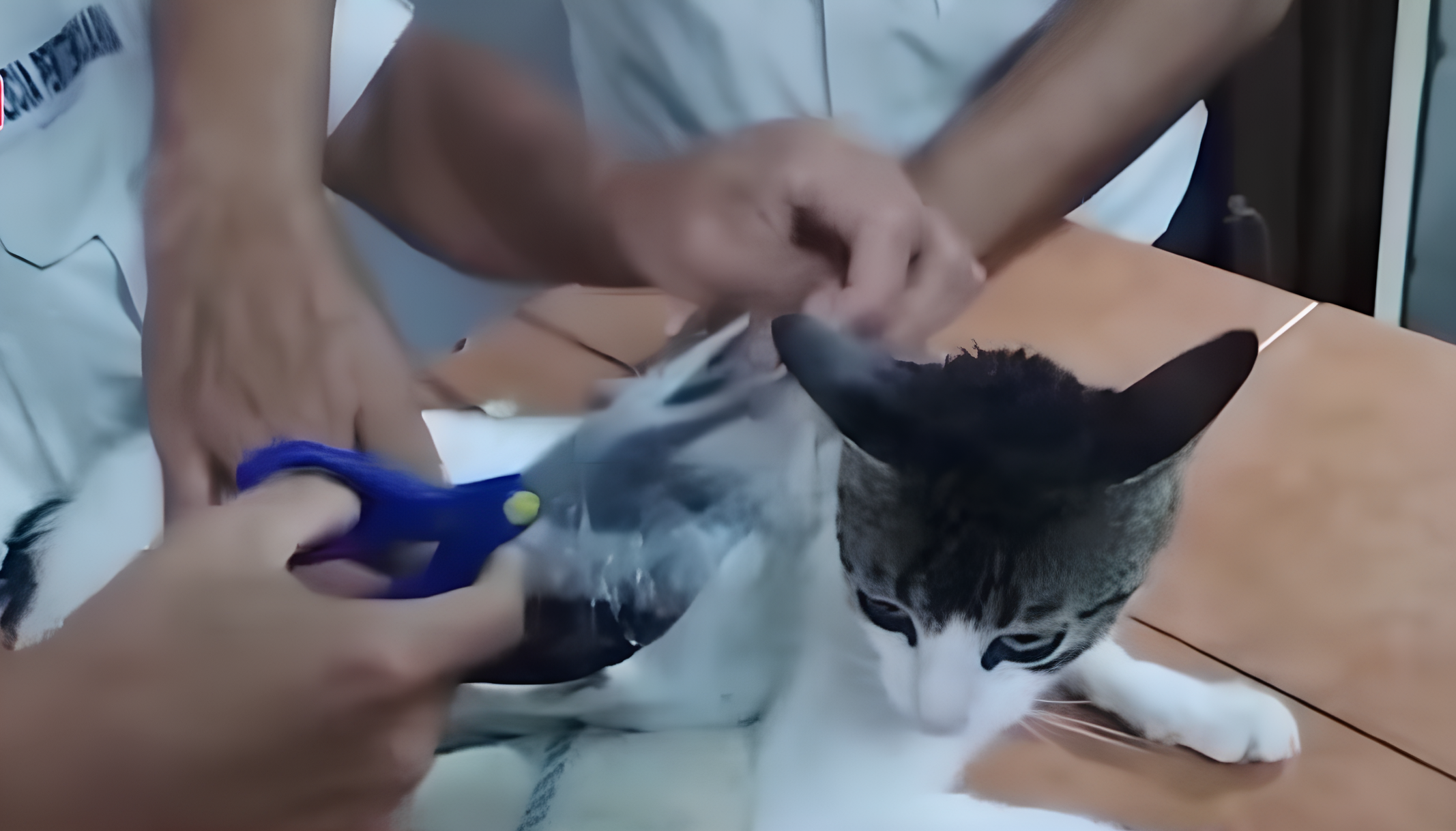 Mèo "buôn chất cấm" vượt rào nhà tù Costa Rica, bị bắt quả tang giữa đường - Ongkinh