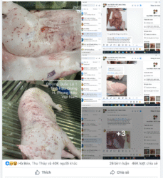 C.P. Việt Nam phản hồi cáo buộc 'tuồn' heo bệnh, heo chết ra thị trường - ongkinh