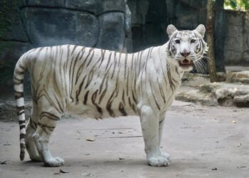 Hổ trắng 'Ngộ Không' của Thảo Cầm Viên qua đời-ongkinh
