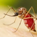 Cảnh báo về bệnh Chikungunya-ongkinh