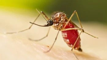 Cảnh báo về bệnh Chikungunya-ongkinh